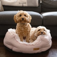 Siena Shell Pet Bed